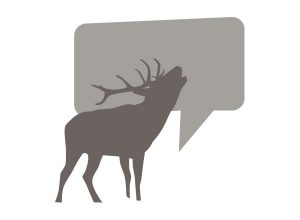 Parkett Hirsch Beratung