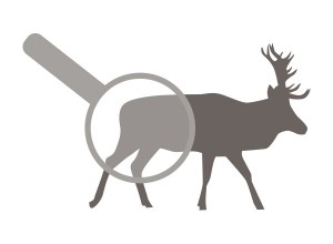 Hirsch